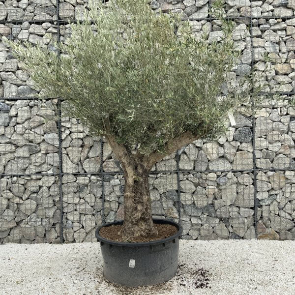 Gnarled Olive Tree XL Multi Stem Low Bowl J164 - D386ADF2 7742 4DB8 BC11 24F6071EDEAE scaled