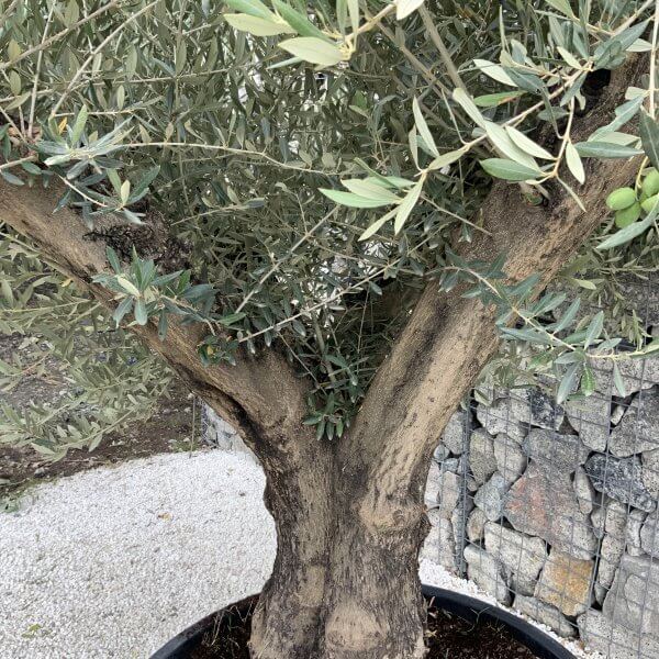 Gnarled Olive Tree XL Multi Stem Low Bowl J163 - D41E5A2B 701E 43E6 BA92 F91C2C182952 scaled