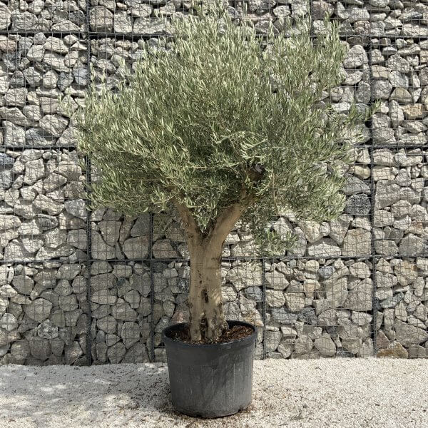 Tuscan Olive Tree XXL Fluted/Chunky Multistem J122 - D49FF0A4 4520 4951 BDDE D11999270A9B scaled