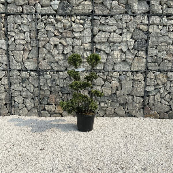 Ilex Crenata Kinme Cloud Tree J200 - D5827149 38EC 48F0 9E50 2D9BE7C6653A scaled