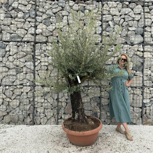 Olive Tree Gnarled XXL Natural Crown (In Patio Pot) H987 - D6776C26 5FF5 4C90 9767 945649C9C2B1 scaled