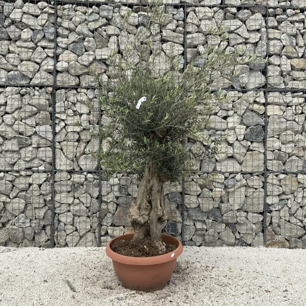 Olive Tree Gnarled XXL Natural Crown (In Patio Pot) H985 - D73ADA6A 308C 4168 87C9 35698E51037C scaled