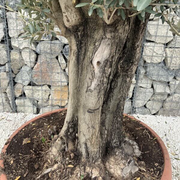 Olive Tree Gnarled XXL Natural Crown (In Patio Pot) H965 - D7BE0BAC A8B9 4D7D 8413 0AF85B849847 scaled