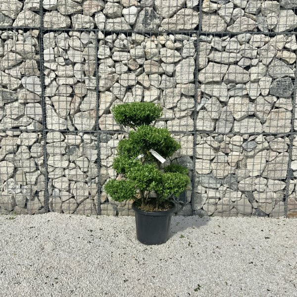 Ilex Maximowicziana Cloud Tree J264 - D8A85B92 B5B6 4A78 B3C1 A60B313A395F 1 201 a scaled