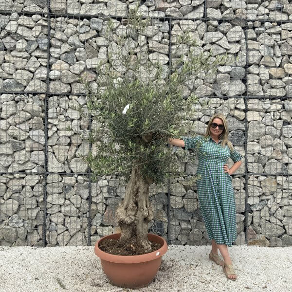 Olive Tree Gnarled XXL Natural Crown (In Patio Pot) H985 - D8C59FF9 0973 43C8 95A4 F1DADC369AA3 scaled