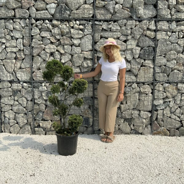 Ilex Crenata Kinme Pom Pon Cloud Tree J210 - D9422F80 35B7 45F5 89B9 6BB8EFF3E67D scaled