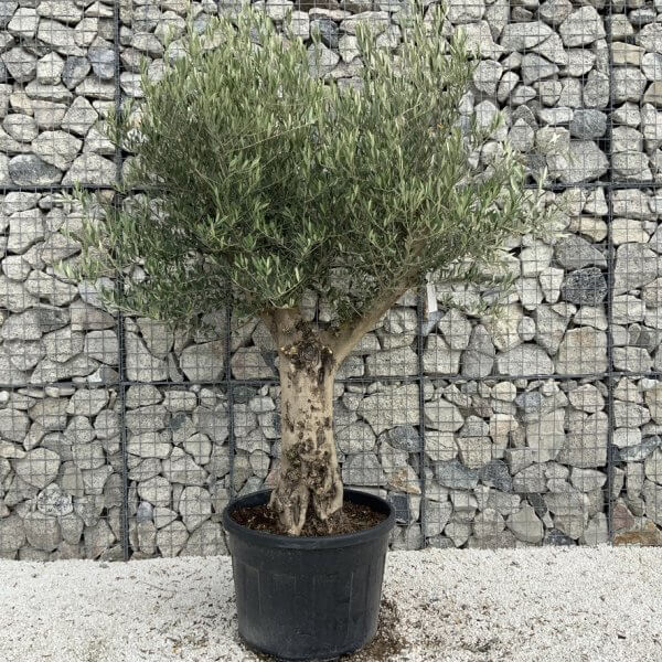 Tuscan Olive Tree XXL Fluted/Chunky Multistem J117 - D9E06FA2 B173 4507 AD37 6914A16212A5 1 105 c 1