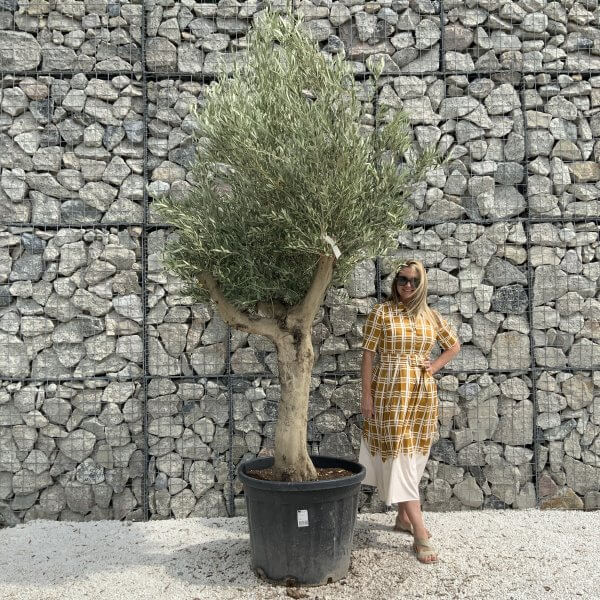 Tuscan Olive Tree XXL Fluted/Chunky Multistem J030 - D9F4E73E 8D41 43DD AF97 35C267905682 scaled