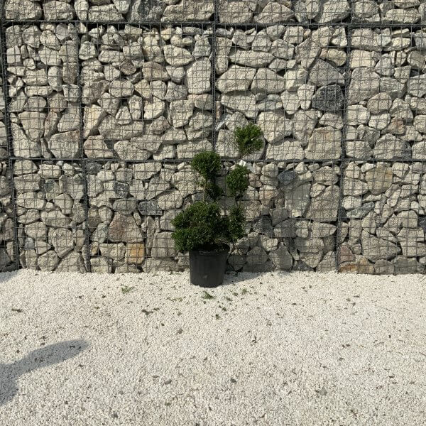 Ilex Crenata Kinme Pom Pon Cloud Tree J240 - DAE1E7A8 09F4 48C4 B181 A3F685577173 scaled