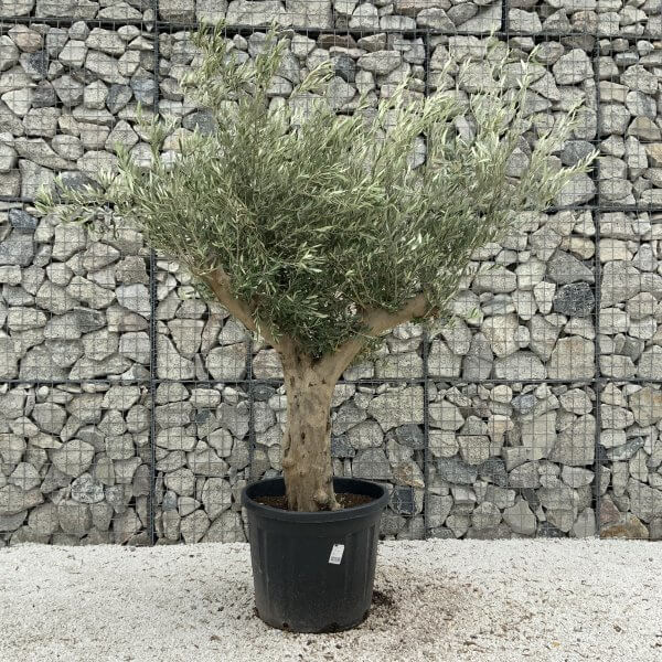 Tuscan Olive Tree XXL Fluted/Chunky Multistem J036 - DAE45570 9DFA 4AFF B1EF 25894A48E983 scaled