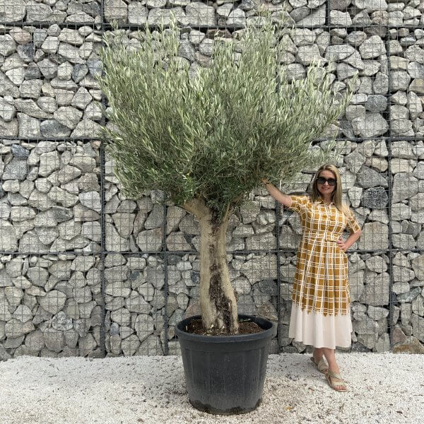 Tuscan Olive Tree XXL Fluted/Chunky Multistem J049 - DC85B9D6 0392 43D0 8486 D033E1E67158 scaled