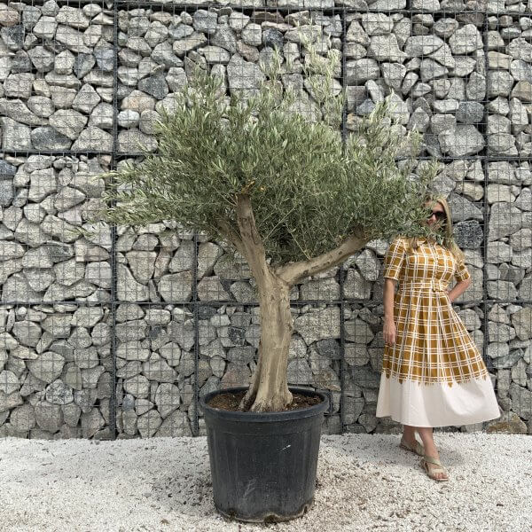 Tuscan Olive Tree XXL Fluted/Chunky Multistem J052 - DCAB20E4 CC59 47EF B315 557DA5E340D9 scaled