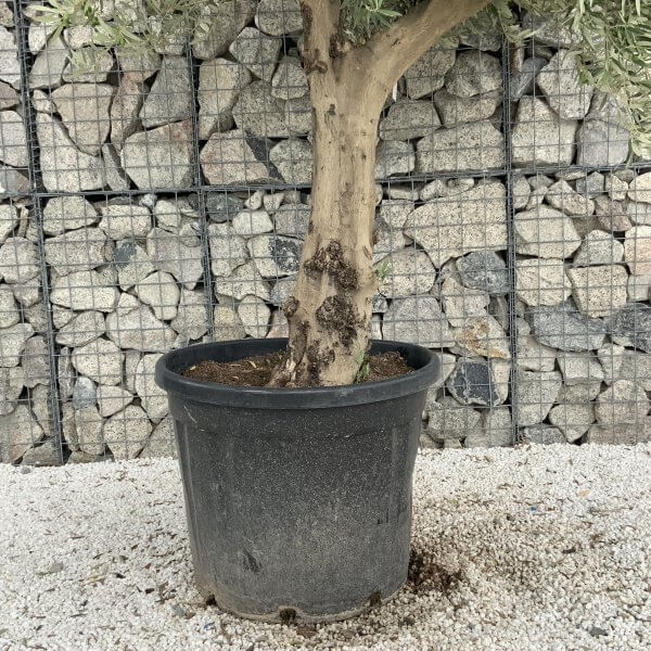 Tuscan Olive Tree XXL Fluted/Chunky Multistem J070 - DE0934C6 98F4 4D45 8CAD B7EAA616A4F1 scaled