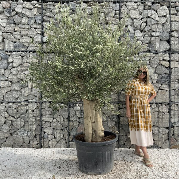 Tuscan Olive Tree XXL Fluted/Chunky Multistem J013 - DE712C25 9689 4C34 A3F2 3C31C0F2D46D scaled