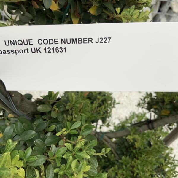 Ilex Crenata Kinme Cloud Tree J227 - DF8BCD2E 6E23 4874 8268 B611F4EA7DC6 scaled