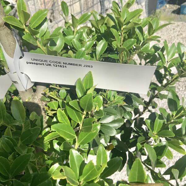 Ilex Maximowicziana Cloud Tree J263 - E139DC36 4E4A 4C50 99E9 D70CDFE49604 1 201 a scaled