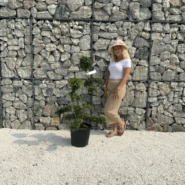 Ilex Crenata Kinme Cloud Tree J208 - E246D58F FC7A 4339 B9F3 07C3DBC54A4F scaled