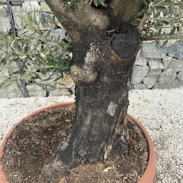 Olive Tree Gnarled XXL Natural Crown (In Patio Pot) H956 - E2D51788 8709 4232 B864 9F31D11CDA20 scaled