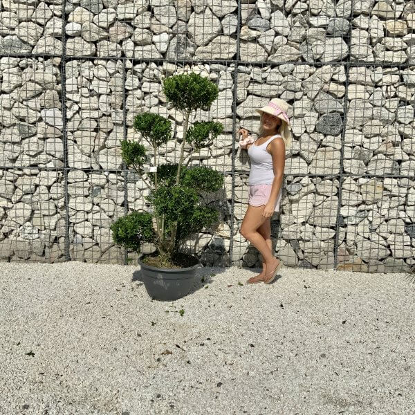 Ilex Maximowicziana Cloud Tree J181 - E6A79873 D899 462C 84E6 6E99AF7F7164 1 201 a scaled