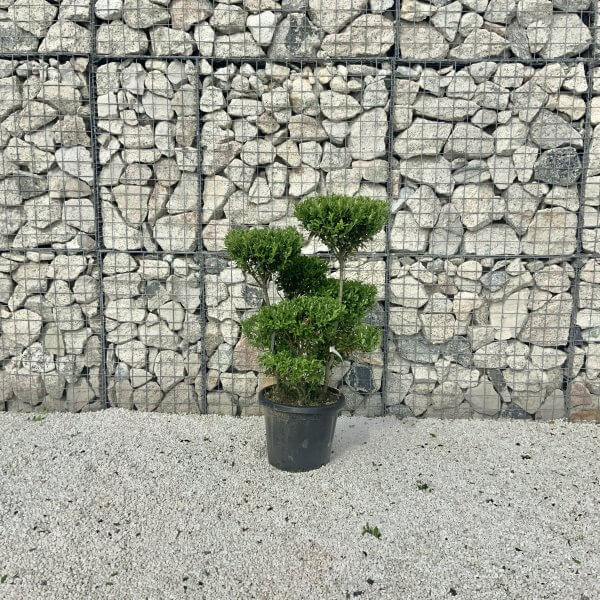 Ilex Maximowicziana Cloud Tree J265 - E7AA173B F79D 4C80 9B95 6540A8D171C3 1 201 a scaled