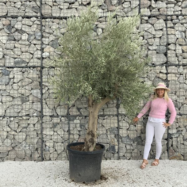 Tuscan Olive Tree XXL Fluted/Chunky Multistem J070 - EA7ADF7F 21DC 4859 A1F2 EDF91506F8C9 scaled