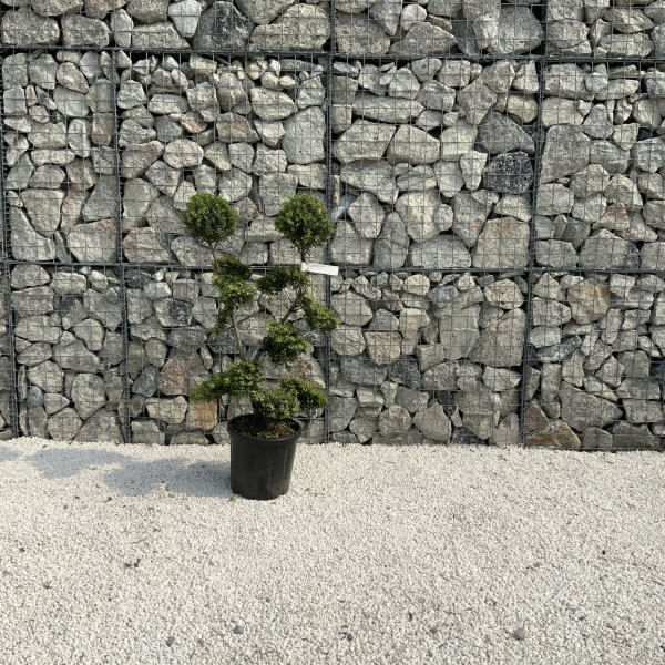 Ilex Crenata Kinme Cloud Tree J202 - EAEA93EA 66DB 4D86 A941 F9279A0D0864 scaled