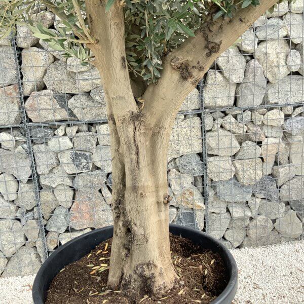 Tuscan Olive Tree XXL Fluted/Chunky Multistem J018 - EB0FECA5 B1F8 4345 BFA5 C5C2C6F70F2B scaled