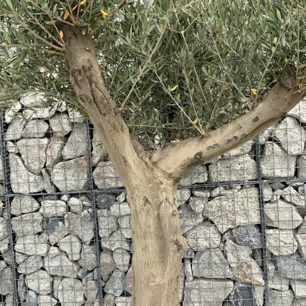 Tuscan Olive Tree XXL Fluted/Chunky Multistem J052 - EC9BFEF9 4A67 4E96 A160 A4FA2E39E0A3 scaled