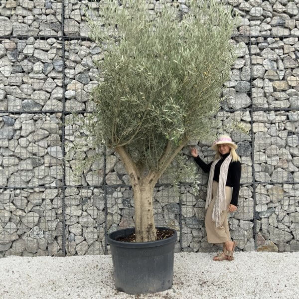 Tuscan Olive Tree XXL Fluted/Chunky Multistem J138 - ECB1BE4A 67E8 4D36 949E 63B27A786F44 1 105 c