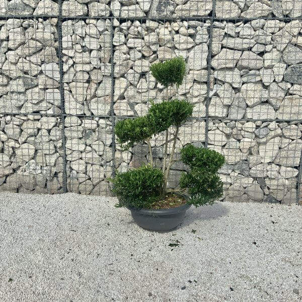 Ilex Maximowicziana Cloud Tree J191 - ED9FB12D D11E 434C AF0A 2FD6E02E58D8 1 201 a scaled