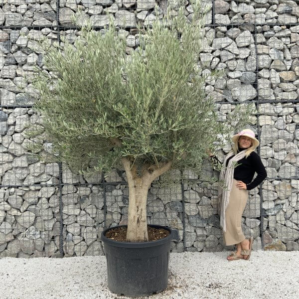 Tuscan Olive Tree XXL Fluted/Chunky Multistem J143 - EDA68C57 DD56 457A AC1C D1ECD953FD0B scaled