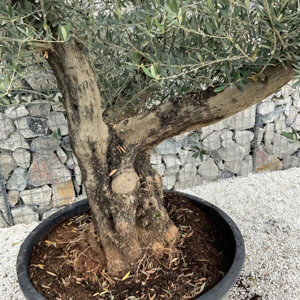 Gnarled Olive Tree XL Multi Stem Low Bowl J160 - EDD82829 44D4 4EE1 B7CF 4F5BE5249EF9 scaled