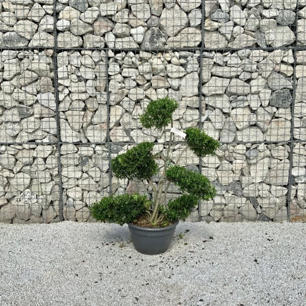 Ilex Maximowicziana Cloud Tree J185 - EE0CF1D9 2FA6 4054 8D5B E05193205A0F 1 201 a scaled