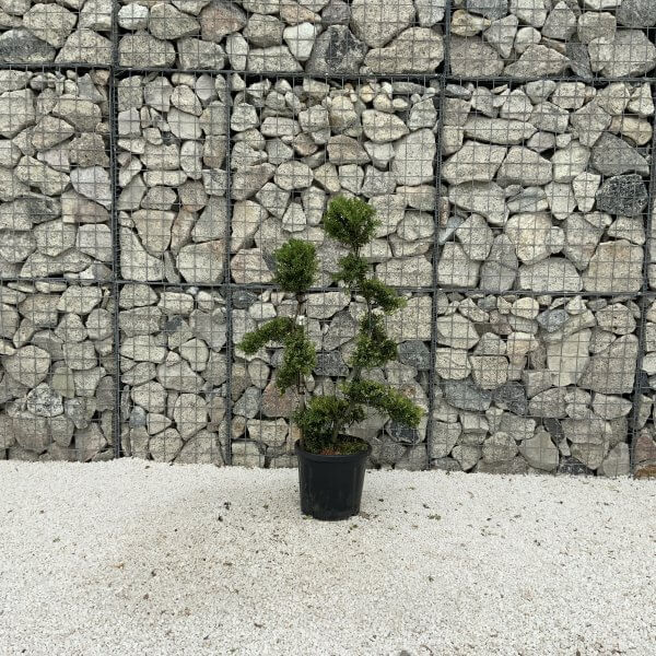 Ilex Crenata Kinme Cloud Tree J221 - EE8B20A2 6FF6 4487 9B84 E572F3877D9E scaled