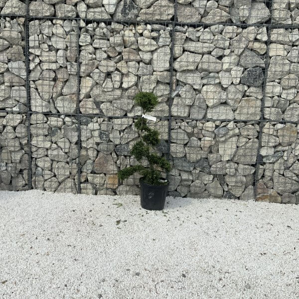 Ilex Crenata Kinme Cloud Tree J230 - F05A42CF 083F 4D8C 85D8 1100726F4D8A 1 201 a scaled