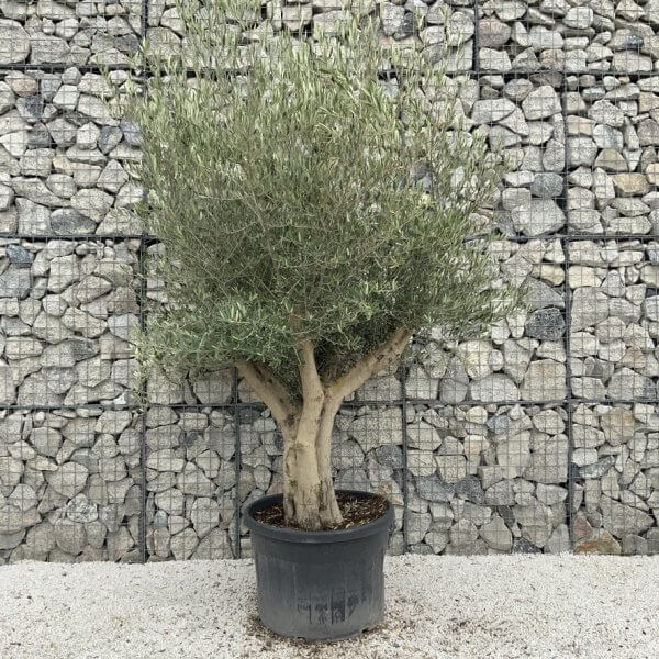 Tuscan Olive Tree XXL Fluted/Chunky Multistem J137 - F1C8EC47 924A 441A 81FB 652C3DF3E1A4 1 105 c