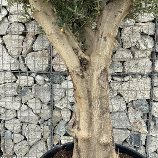 Tuscan Olive Tree XXL Fluted/Chunky Multistem J039 - F375645A E217 4499 B330 D6F8D5C09D30 scaled