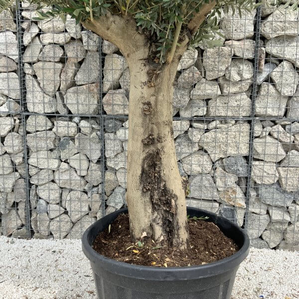 Tuscan Olive Tree XXL Fluted/Chunky Multistem J049 - F39215DD 2439 4388 A20E C71EF4948C98 scaled