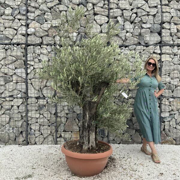 Olive Tree Gnarled XXL Natural Crown (In Patio Pot) H977 - F4372EE4 9B61 4794 9AA3 D341598F1838 scaled