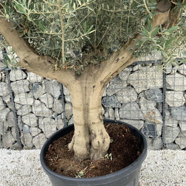 Tuscan Olive Tree XXL Fluted/Chunky Multistem J124 - F61F8099 6CDE 42F2 AE01 66D7AB708405 scaled