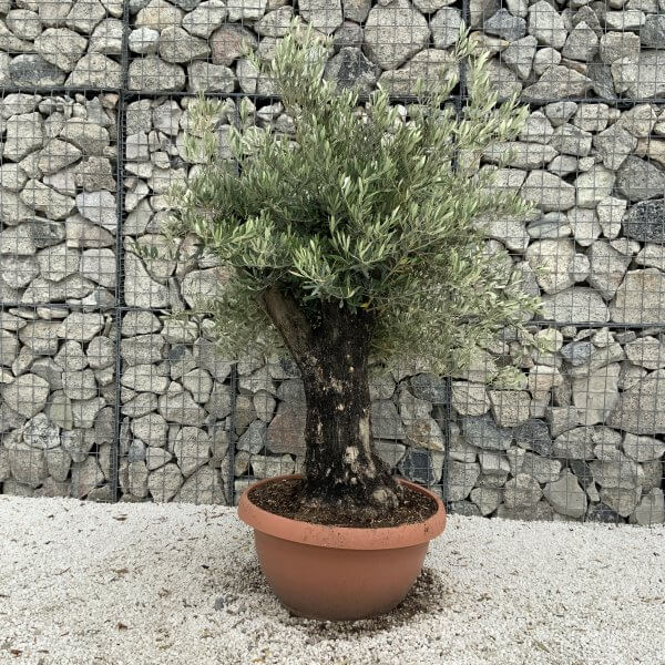 Olive Tree Gnarled XXL Natural Crown (In Patio Pot) H930 - F82E2C51 8817 47C8 AF54 A63AF8E712EA scaled