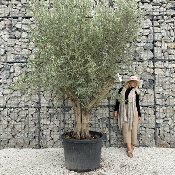 Tuscan Olive Tree XXL Fluted/Chunky Multistem J141 - F957A25D E45D 4A76 B719 A7BEC4944CD1 scaled