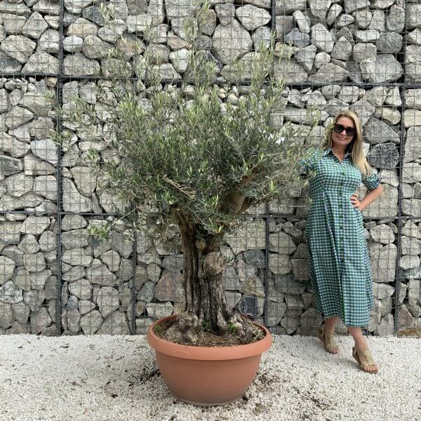 Olive Tree Gnarled XXL Natural Crown (In Patio Pot) H945 - FB0343E2 49BE 405C B5CB 2A82770317E8 scaled