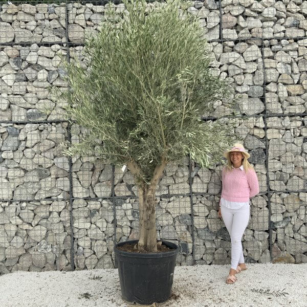 Tuscan Olive Tree XXL Fluted/Chunky Multistem J072 - FBB58B69 0132 4B64 8FEC EC651B2427E7 scaled