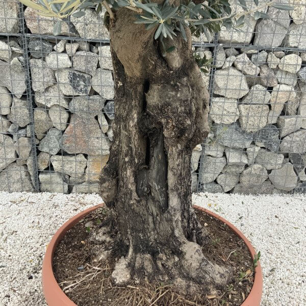 Olive Tree Gnarled XXL Natural Crown (In Patio Pot) H961 - FC617728 9399 441B A2A5 507B4E303D83 scaled