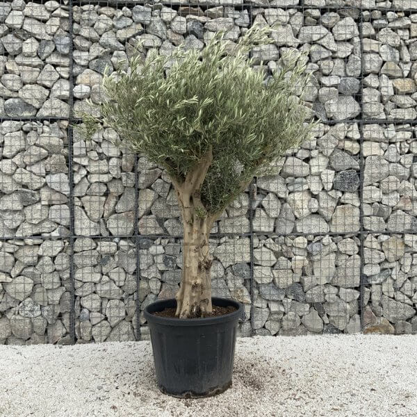 Tuscan Olive Tree XXL Fluted/Chunky Multistem J059 - FE3806DD B695 4BB9 9962 F04E44FCC2FB 1 105 c