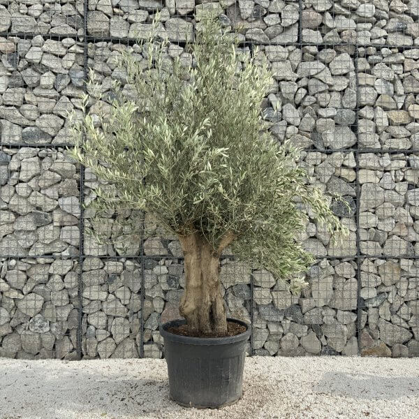 Tuscan Olive Tree XXL Fluted/Chunky Multistem J006 - FF79921B 2E68 4BD5 8DED A33195409A8E scaled