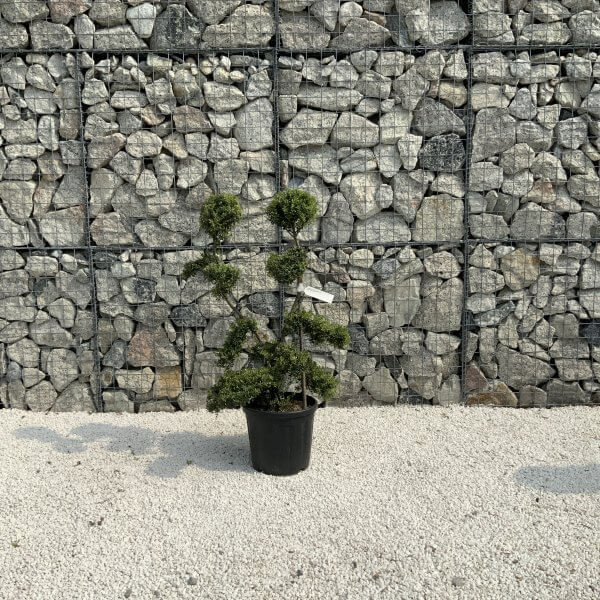 Ilex Crenata Kinme Cloud Tree J203 - FFE10488 3810 45DD 8E09 8079B1779385 scaled