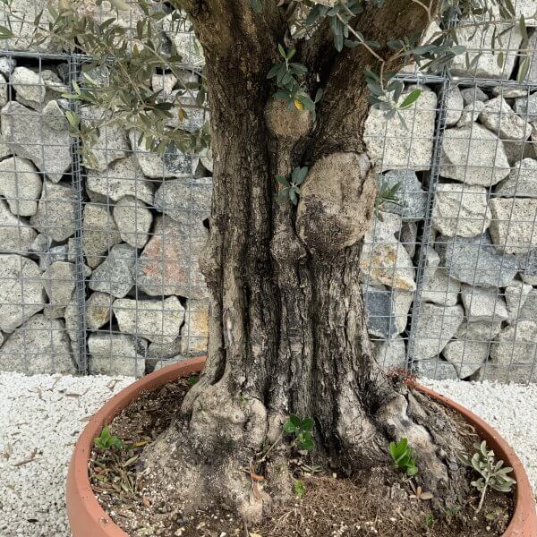 Olive Tree Gnarled XXL Natural Crown (In Patio Pot) H945 - FFF29668 E162 4B7D 9E4A 9C052C2ECA41 scaled