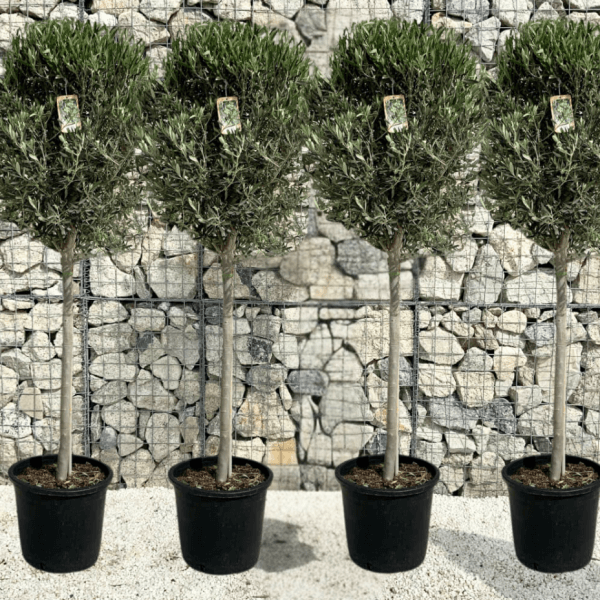 4 x Tuscan Olive Trees (Spanish Compact Crown) 1.75 - 1.90 M - 4 x tus